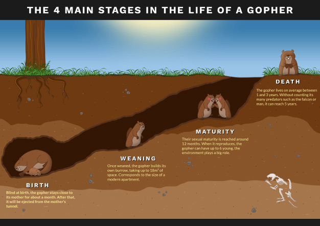 Life Cycle of a Gopher